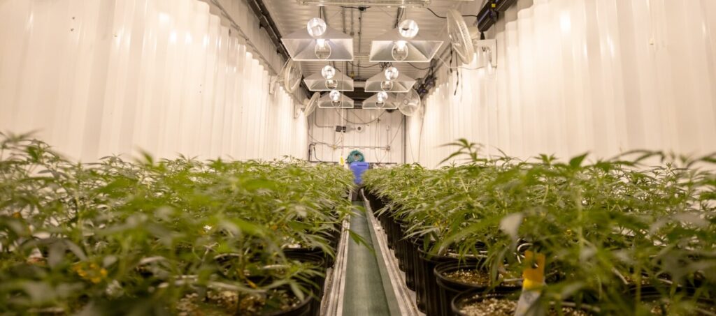 invernadero de cannabis