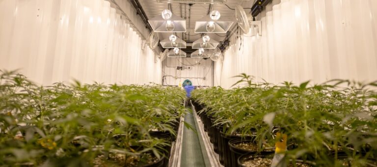 invernadero de cannabis
